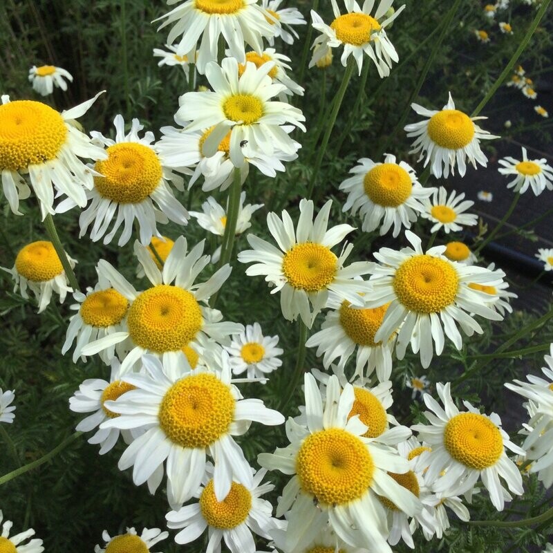 Anthemis tinctoria 'Alba'