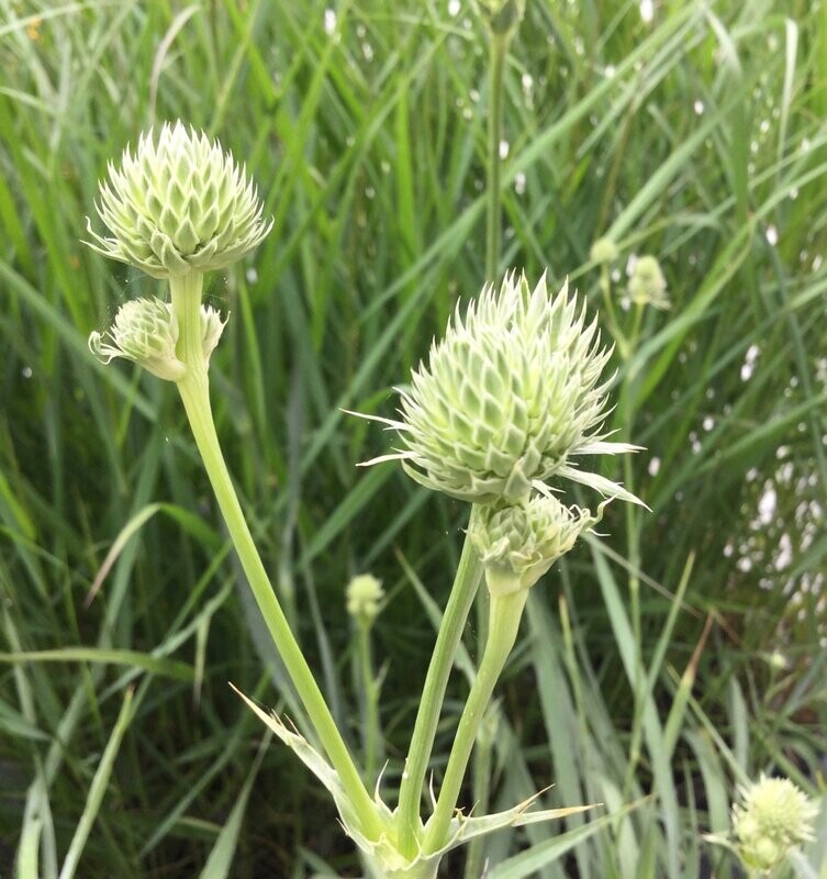 Eryngium yuccifolium