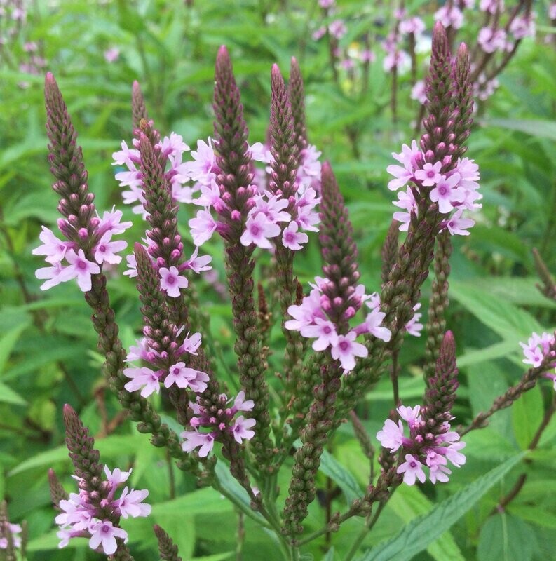 Verbena hastata 'Pink Spires'