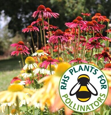 Pollinating Plants