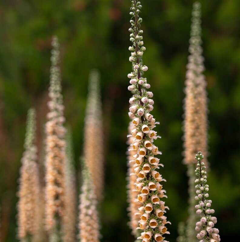 Digitalis ferruginea