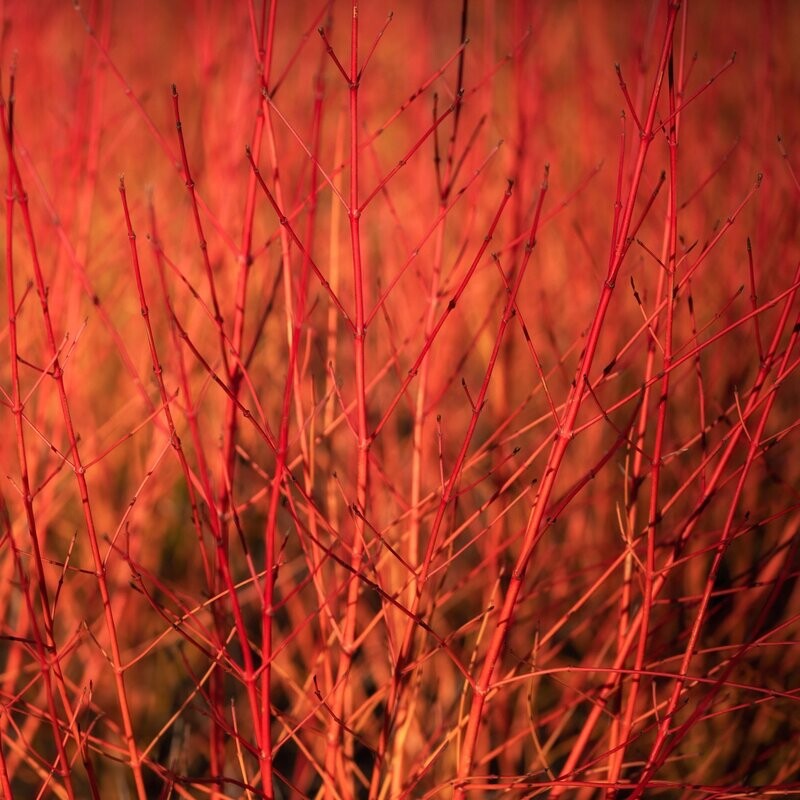 Cornus sanguinea 'Annys winter Orange'
