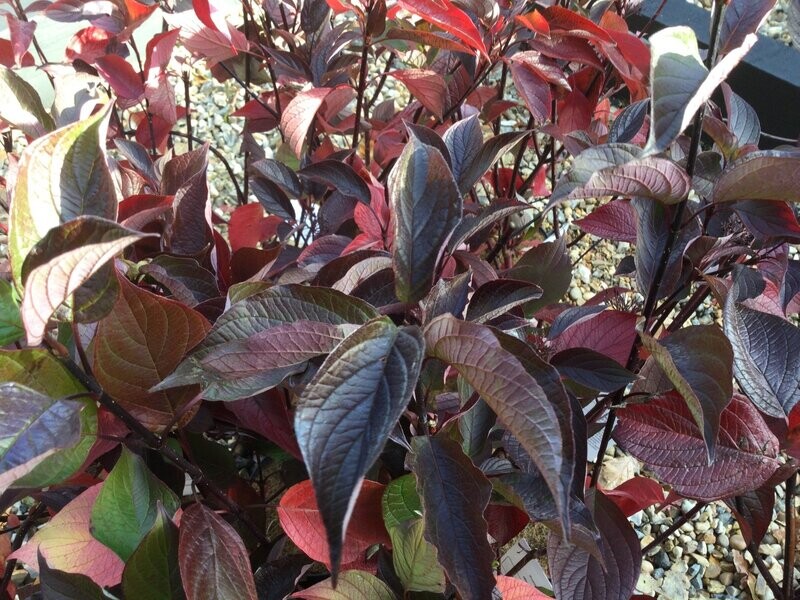 Cornus alba 'Kesselringii