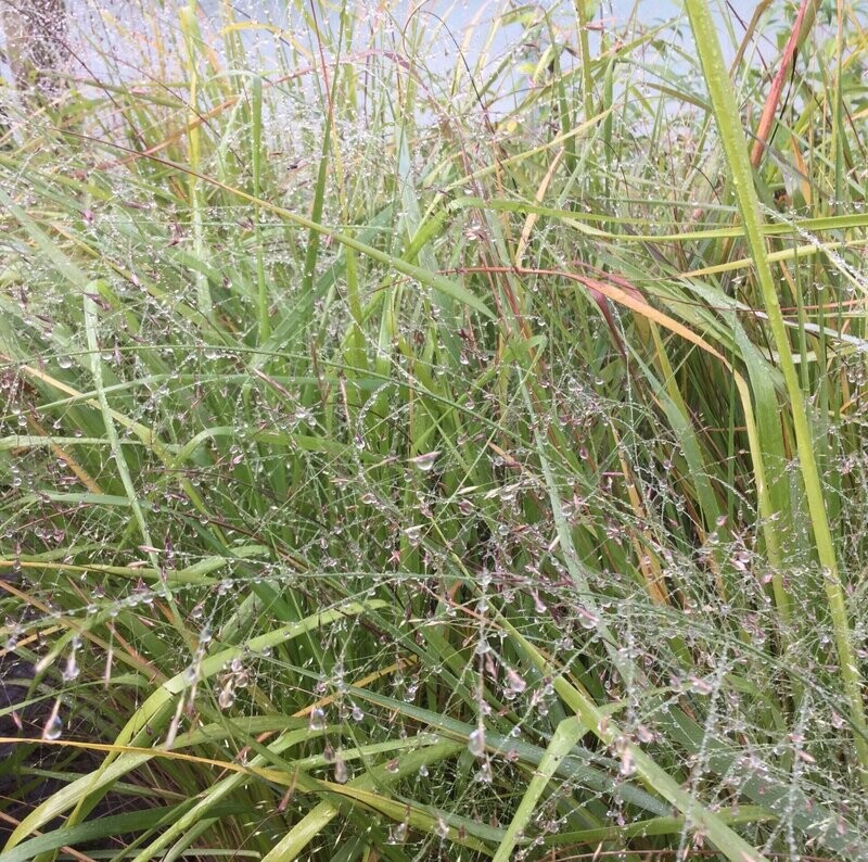 Eragrostis trichodes