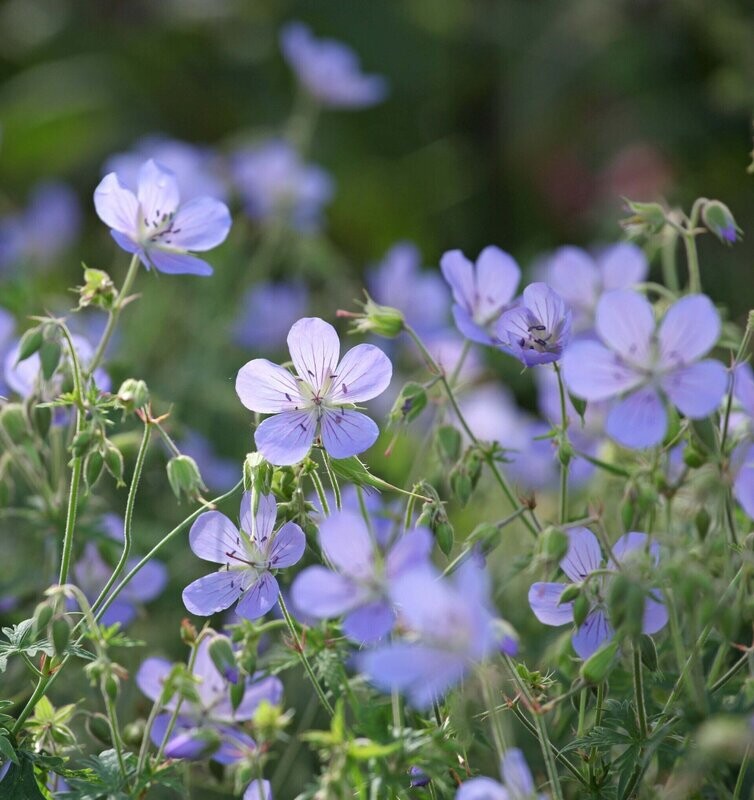 Geranium 'Blue Cloud' Geranium 'Blue Cloud'