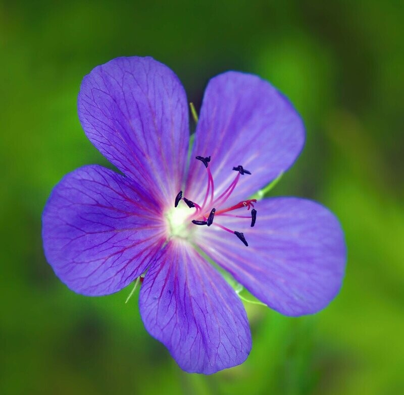 Geranium  sylvaticum 'Mayflower'