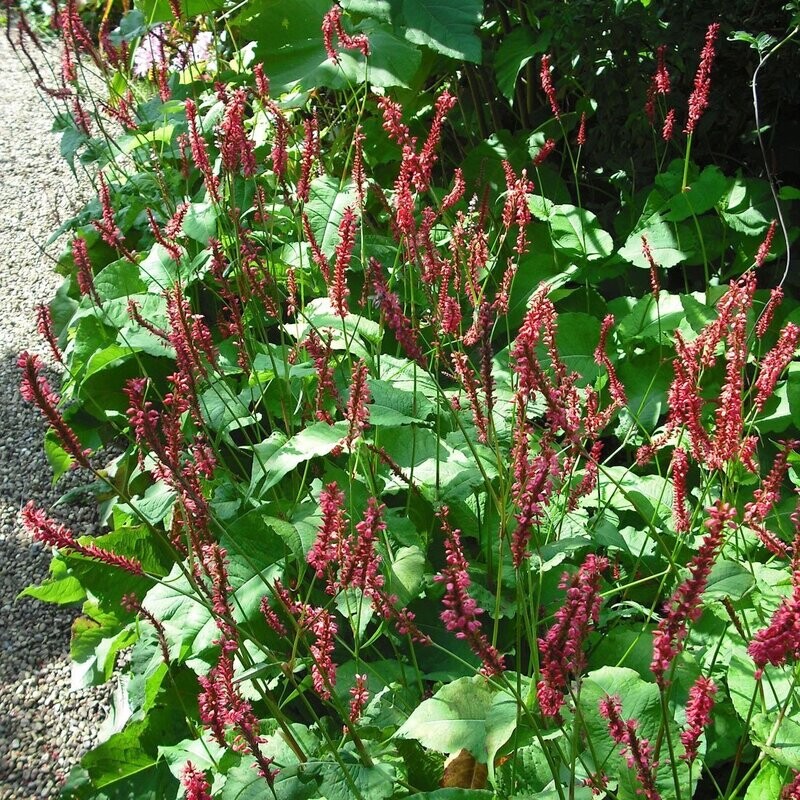 Persicaria affinis 'Superba'