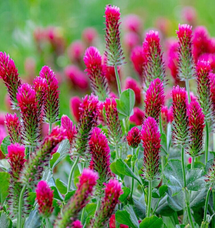 Trifolium rubens