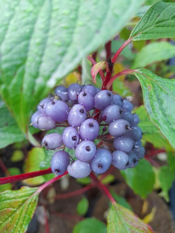 Cornus alba 'Siberian Pearls'