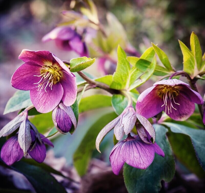 Helleborus x sternii 'Flame'