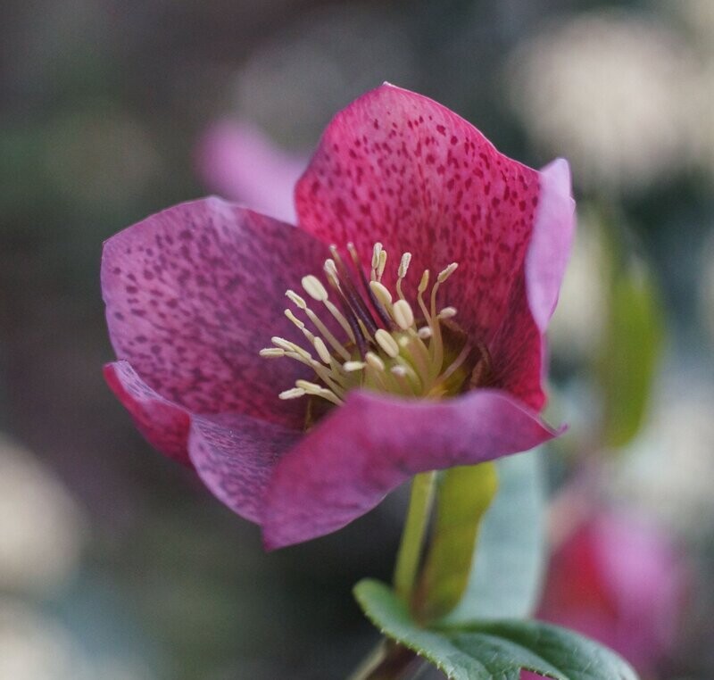 Helleborus x sternii 'Tom'