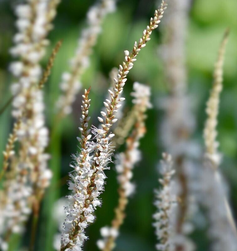 Persicaria amplexicaulis 'Alba'