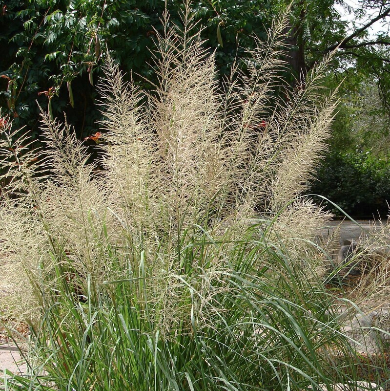 Sporobolus wrightii