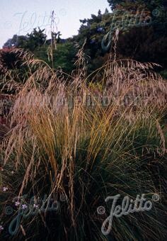Stipa splendens (Achnatherum)