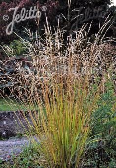 Stipa extremiorientalis