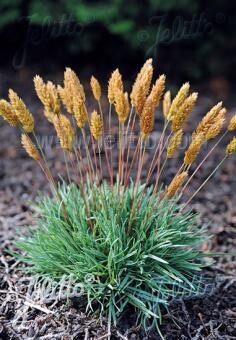 Koelaria pygmaea Koelaria pygmaea