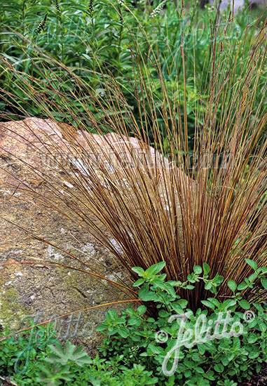 Carex buchanii 'Firefox' Carex buchanii 'Firefox'