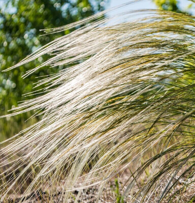 Stipa capillata