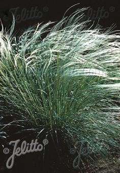 Stipa pennata Stipa pennata