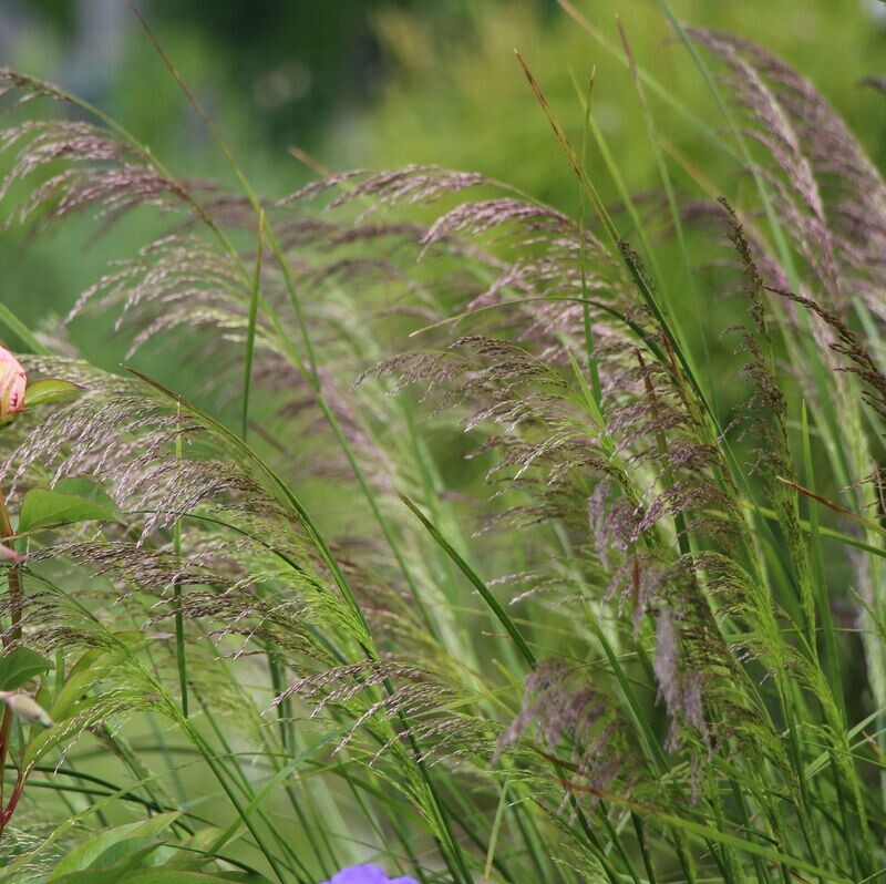 Deschampsia cespitosa 'flexuosa'