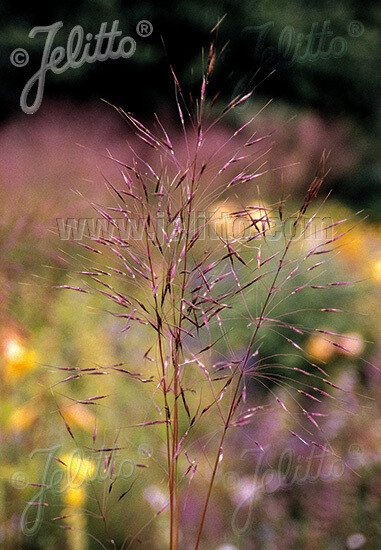 Chrysopogon gryllus