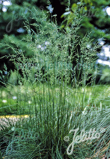 Festuca amethystina