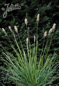 Sesleria argentea
