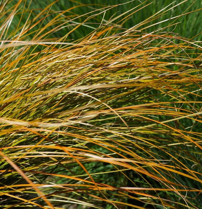 Carex 'Testacea'