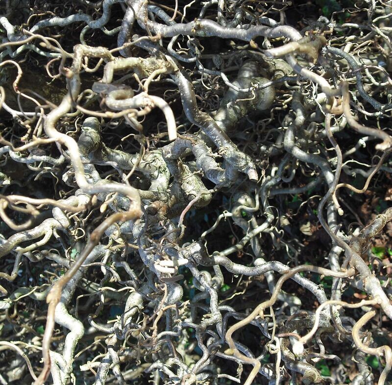 Corylus avellana 'Contorta'