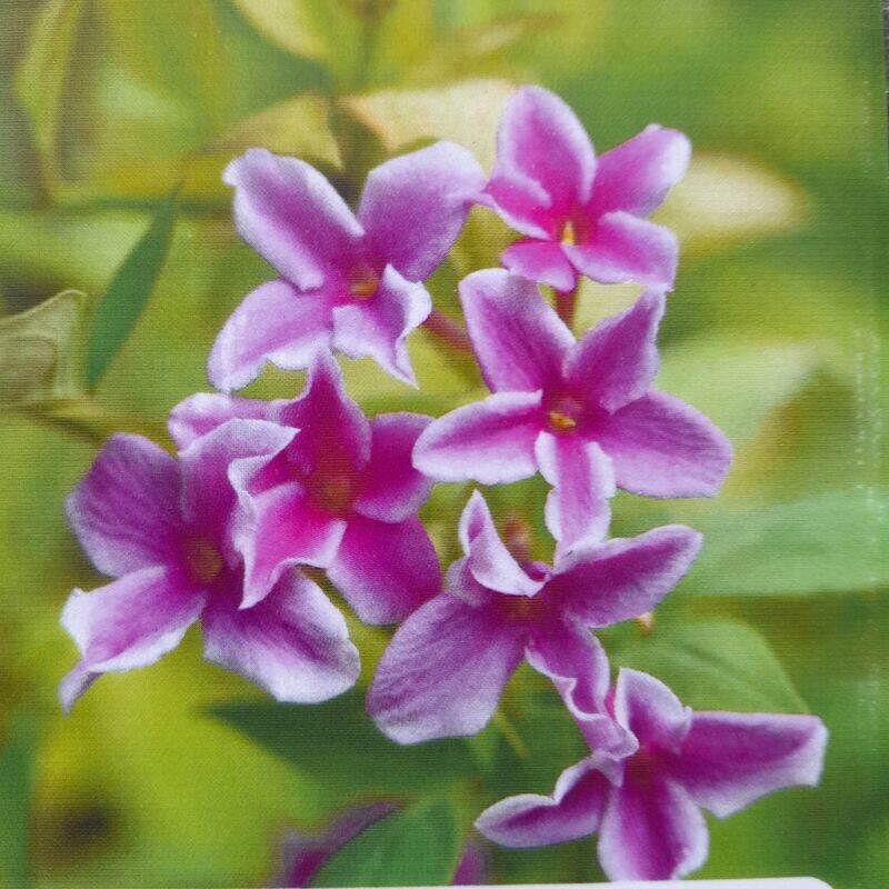 Jasminum Stephanense 'Starry starry summer scent'