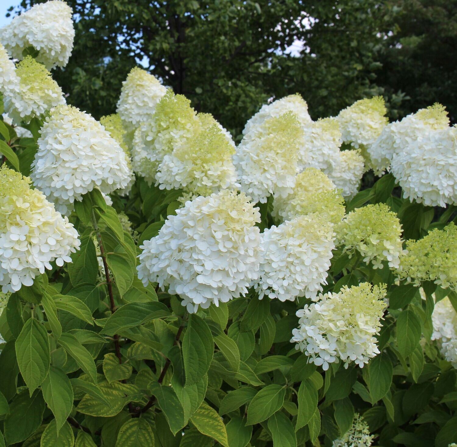 Hydrangea Paniculata Limelight Hydrangea Paniculata Limelight