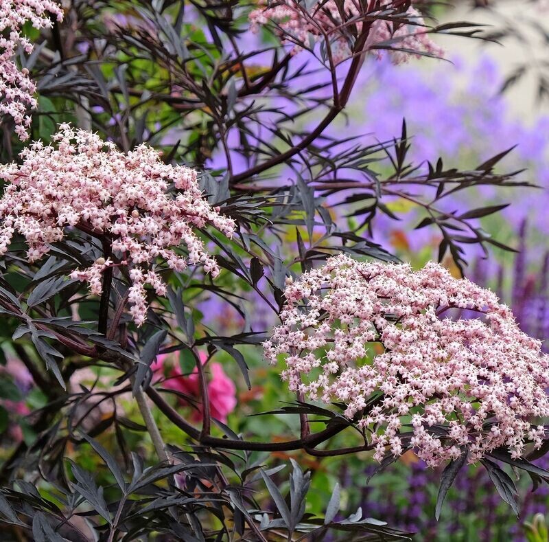 Sambucus nigra 'Black Lace'