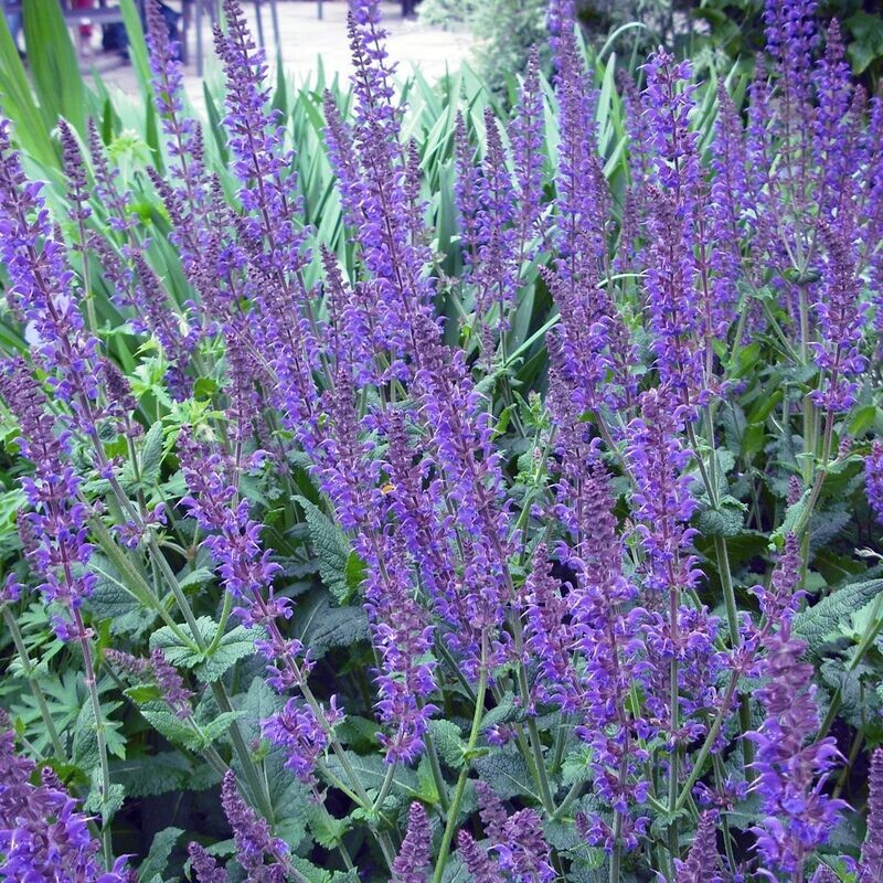 Salvia nemorosa 'Lubecca' Salvia nemorosa 'Lubecca'