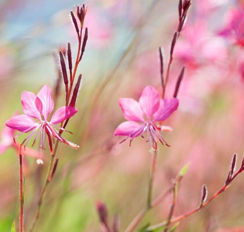 Gaura lindheimeri 'Siskiyou Pink'
