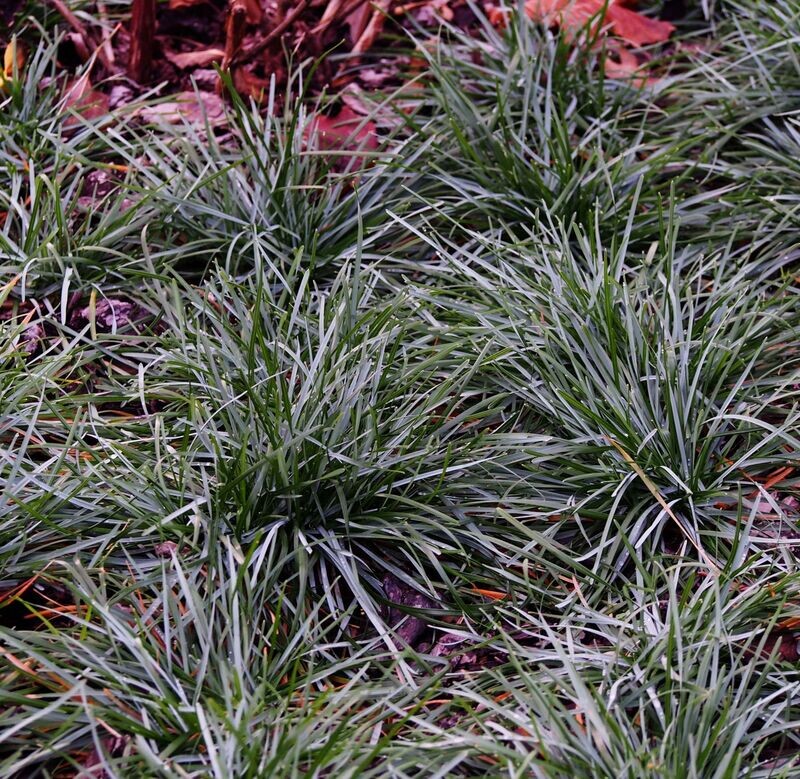 Sesleria caerulea