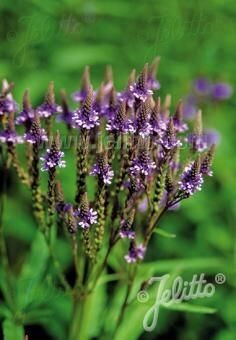 Verbena hastata 'Blue Spires'
