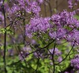 Thalictrum 'Black Stockings'