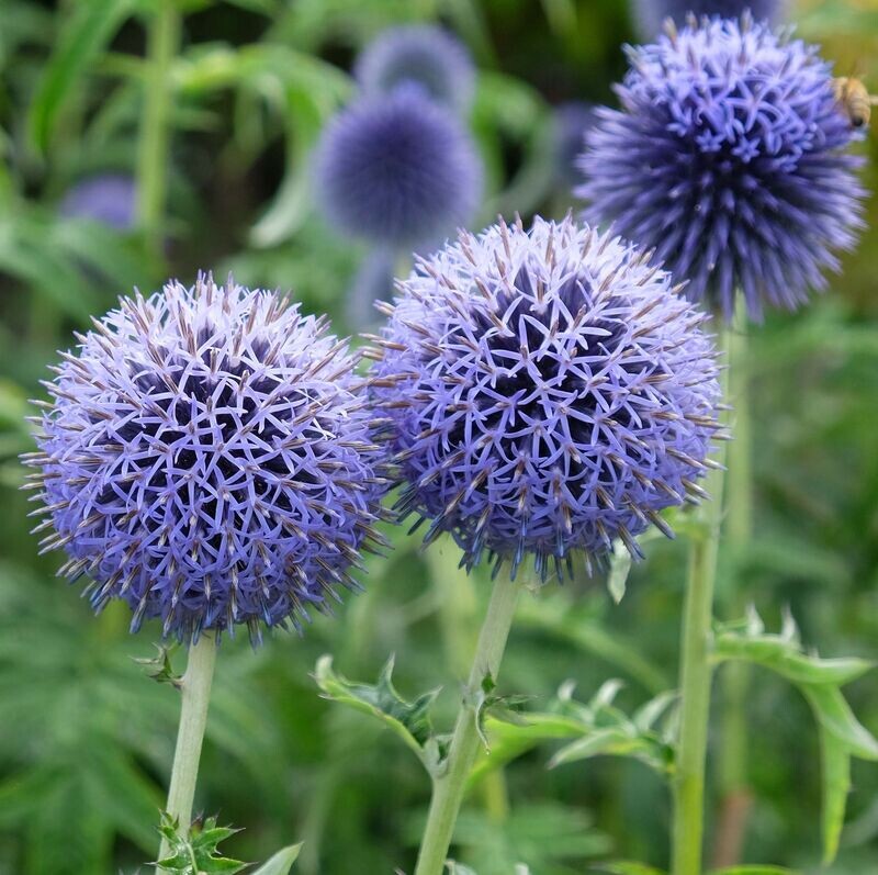 Echinops bannaticus 'Taplow Blue'