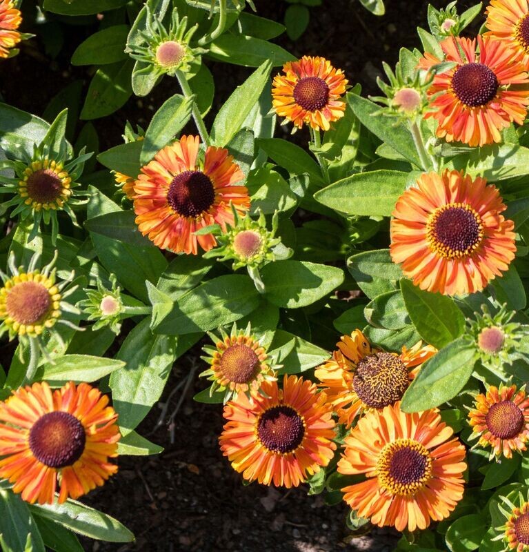 Helenium autumnal 'Short & Sassy'