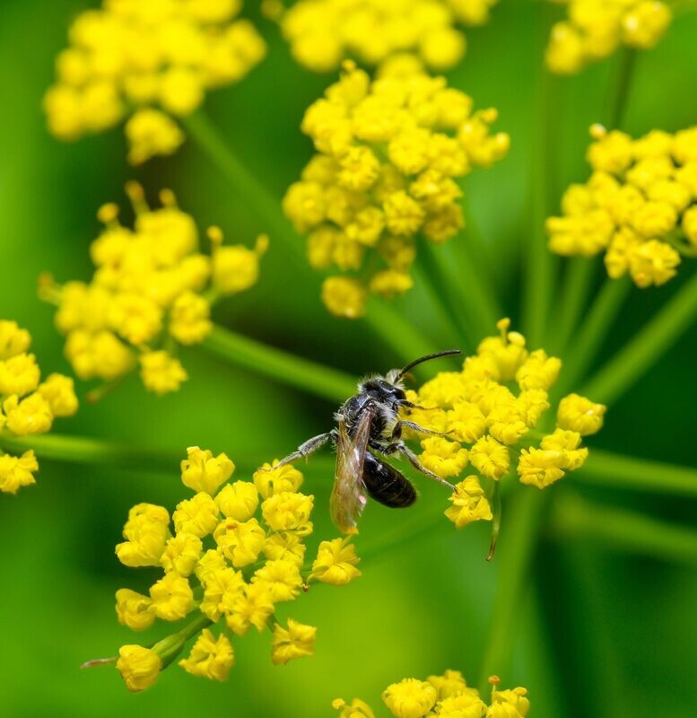 Zizia aurea Zizia aurea