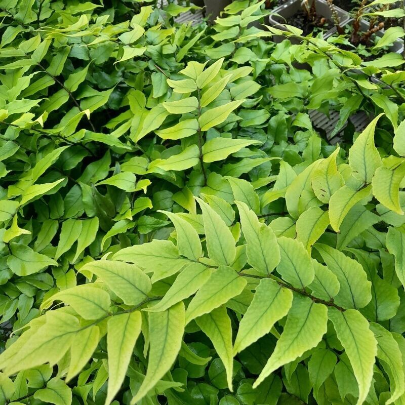 Cyrtomium fortunei clivicola