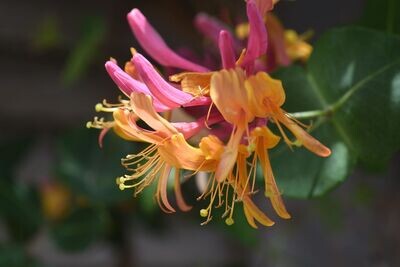 Lonicera 'Gold Flame'