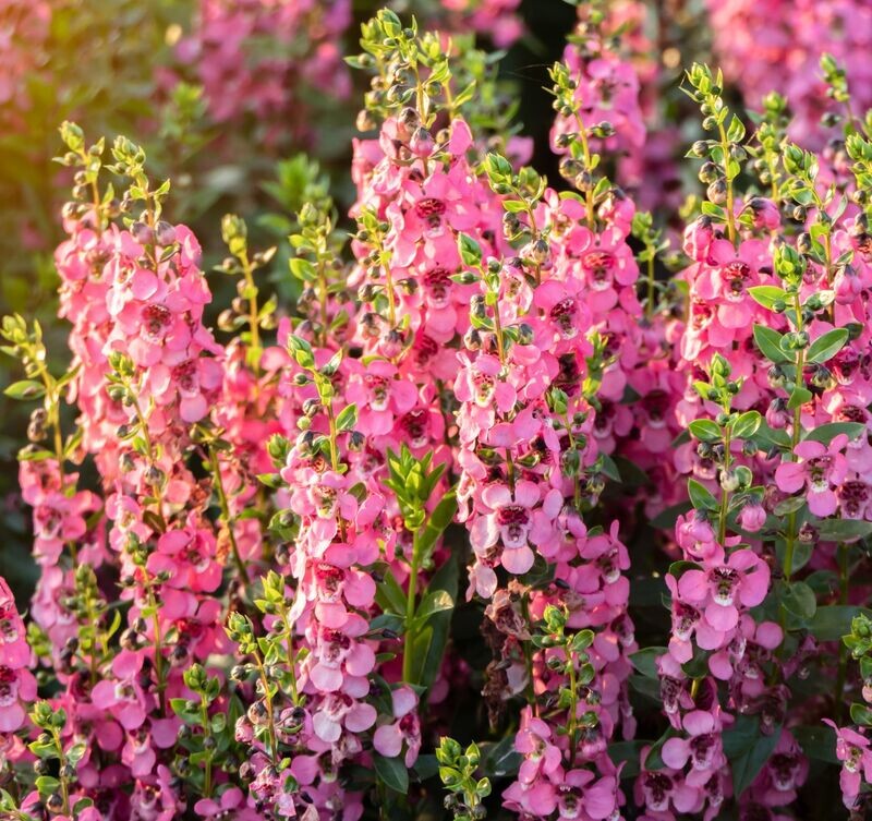 Verbascum phoeniceum 'Rosetta'