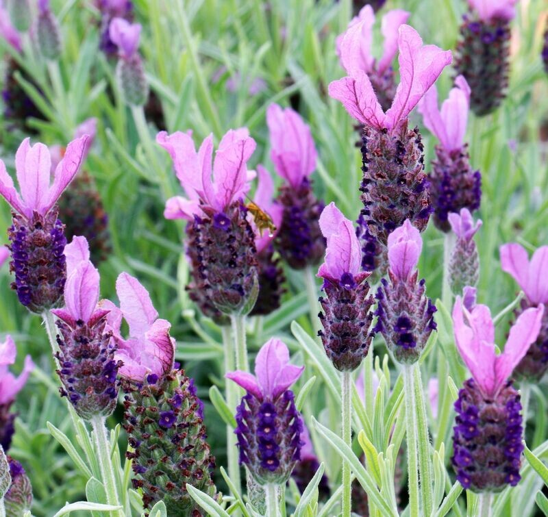 Lavandula Stoechas 'Anouk' PBR