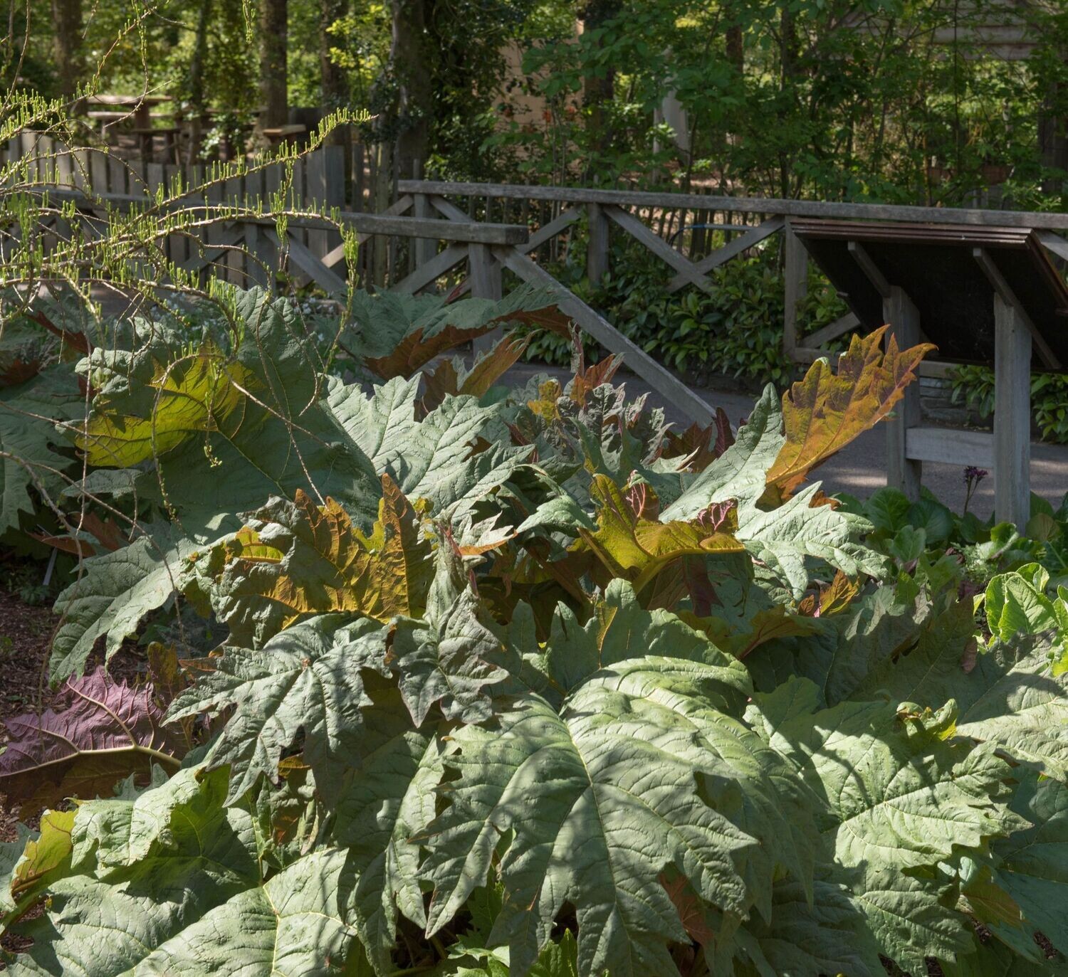 Rheum palmatum 'Atrosanguineum'