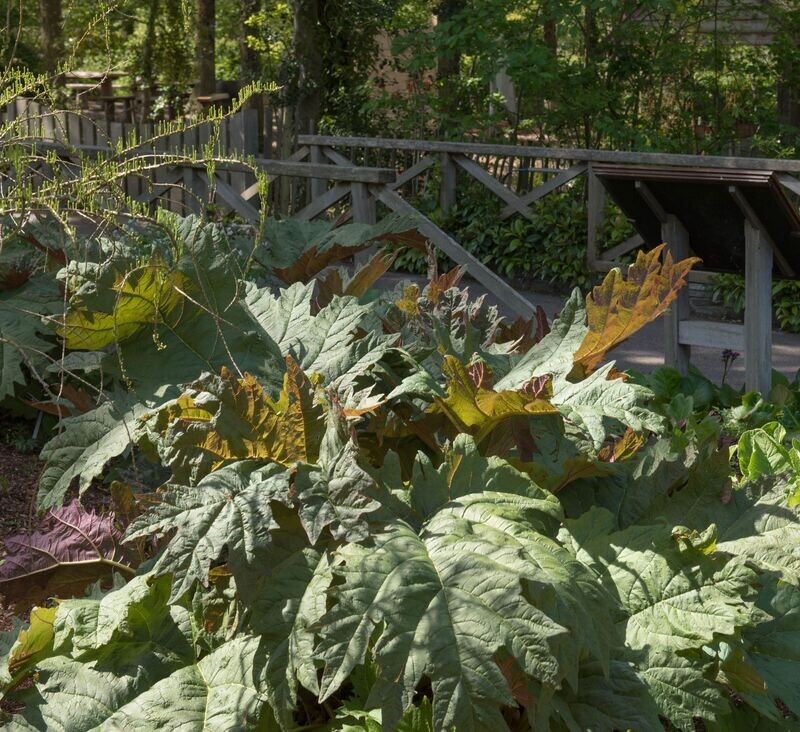 Rheum palmatum 'Atrosanguineum' Rheum palmatum 'Atrosanguineum'