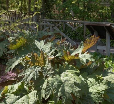 Rheum palmatum 'Atrosanguineum'