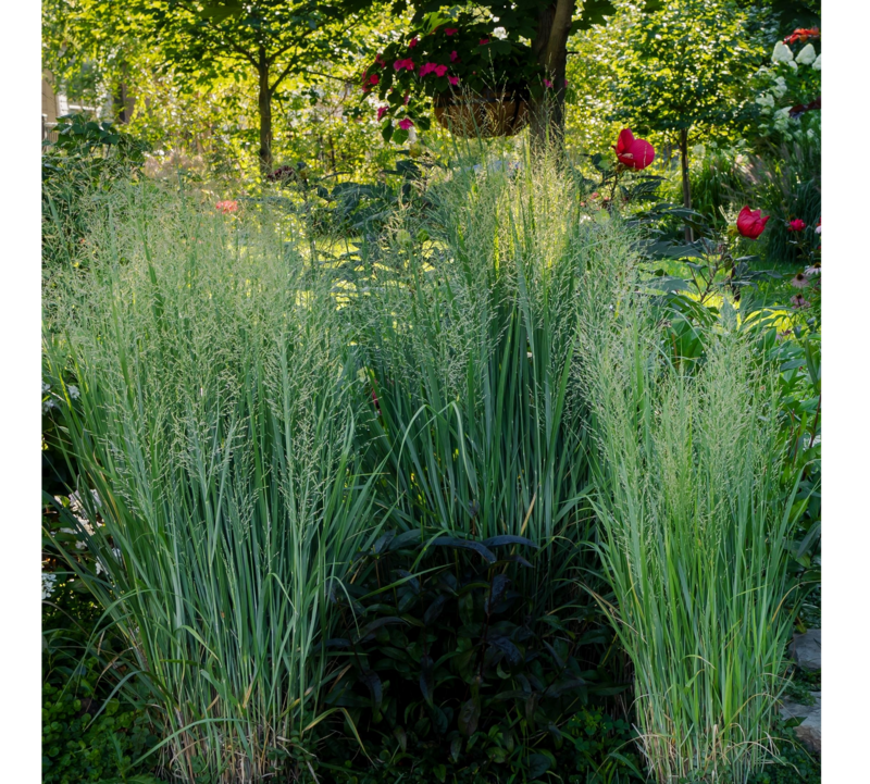 Panicum  virgatum 'Northwind'