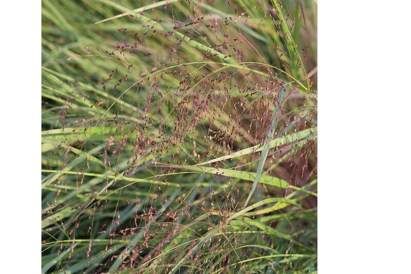 Panicum  virgatum 'Heiliger Hain'
