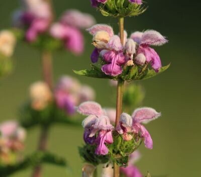 Phlomis tuberosa 'Bronze Flamingo'